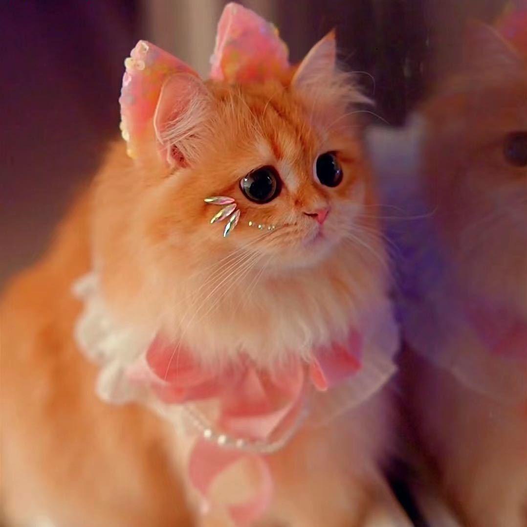 波妞是只喵🐱