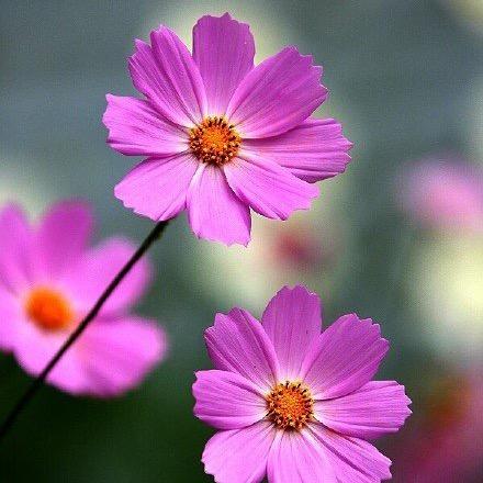 吾唯芳生