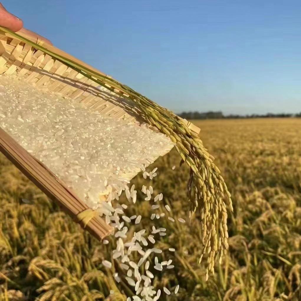 五常思源水稻种植合作社