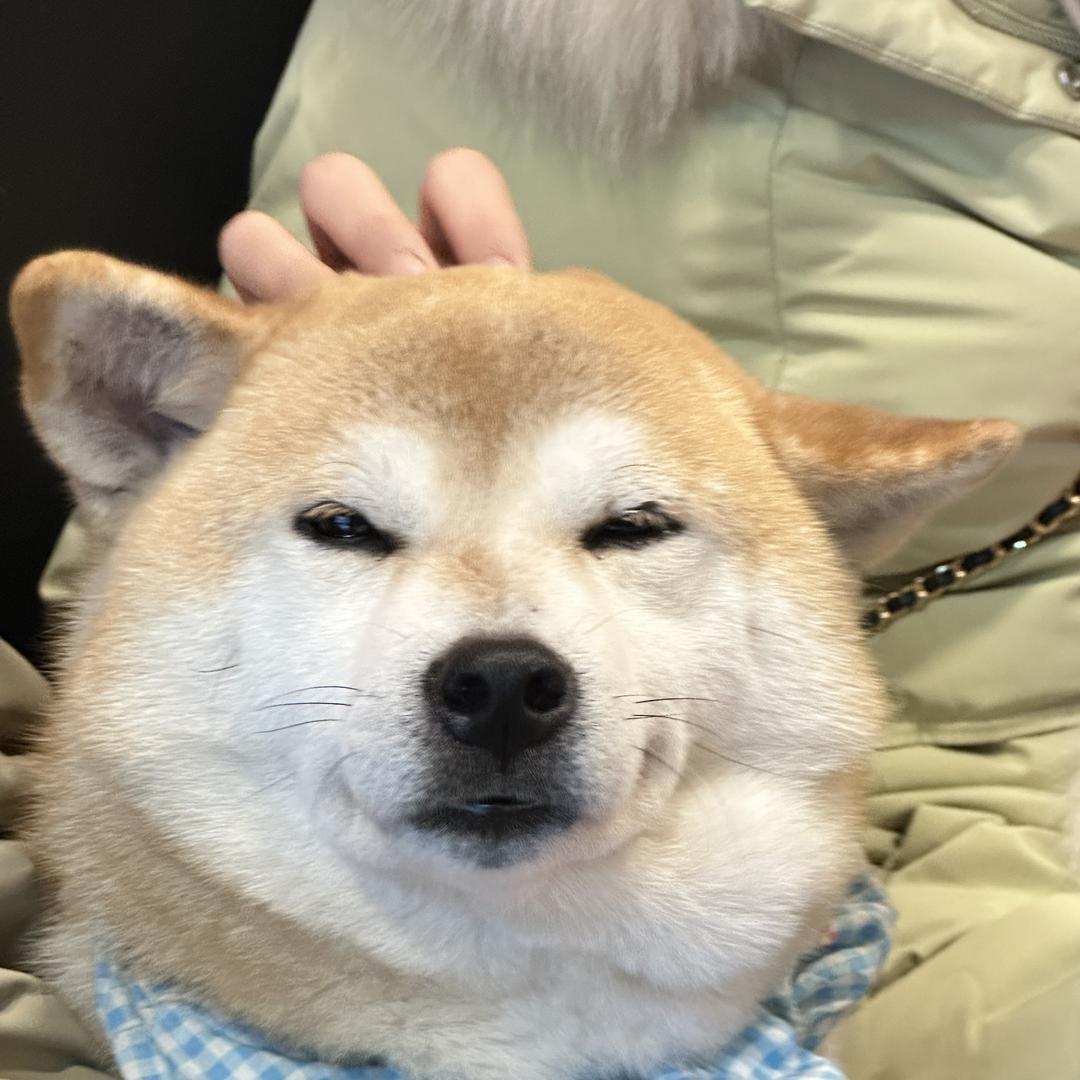 猪事顺利猪咖狗咖