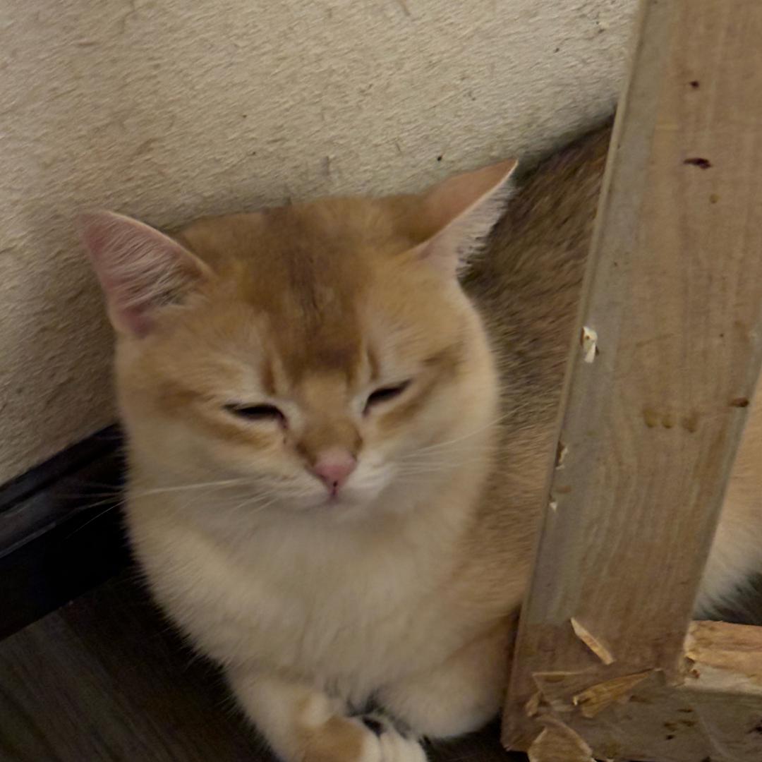 静岚