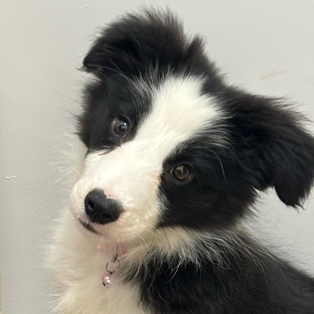 威狼三角洲行动