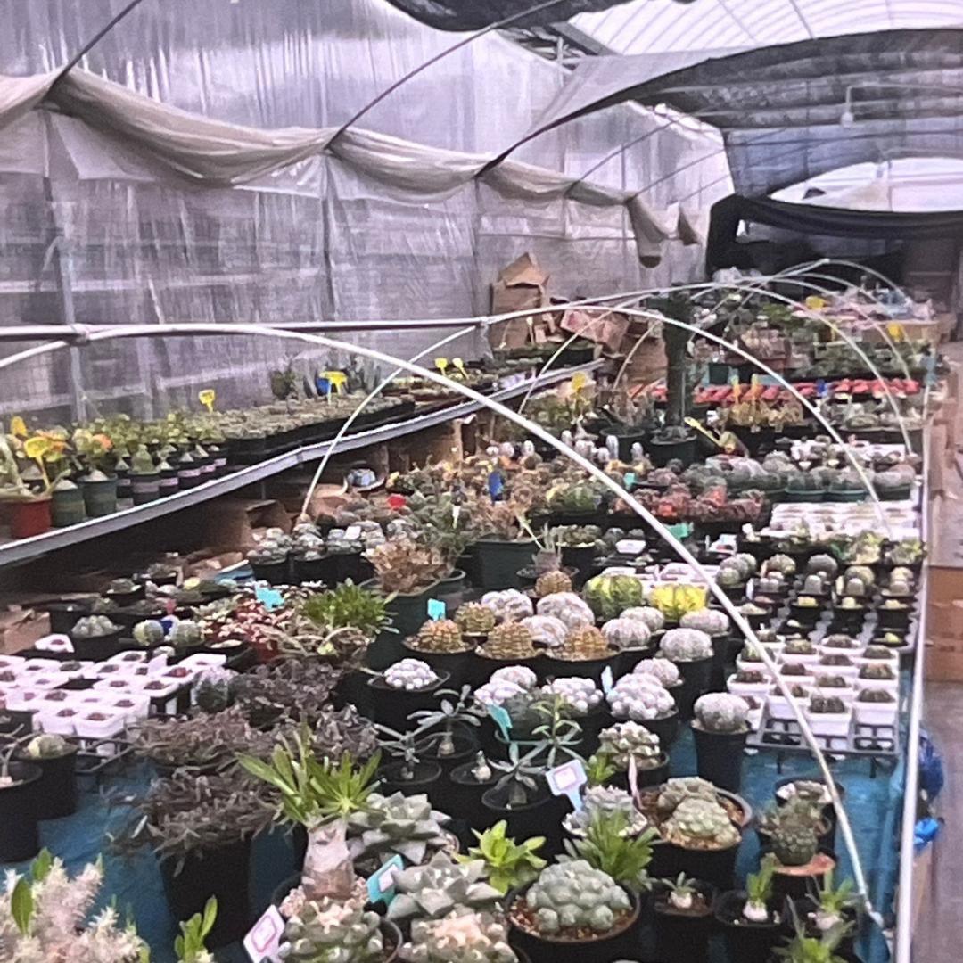 蕊芯仙人球园艺