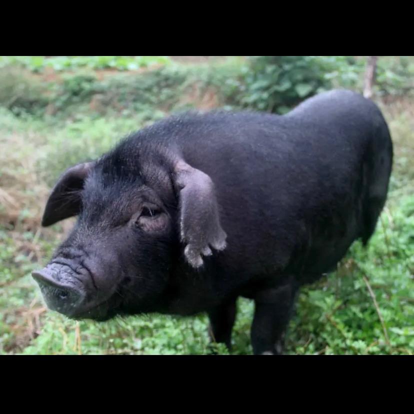 一个卖猪肉的仙女