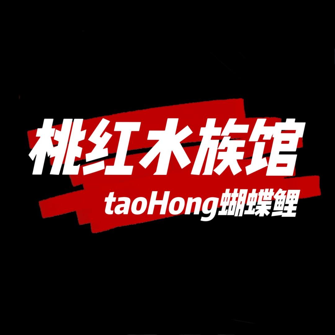 桃红蝴蝶鲤