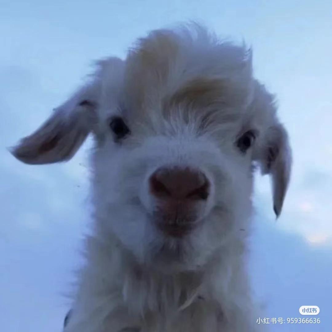 Sheep懒.🐑