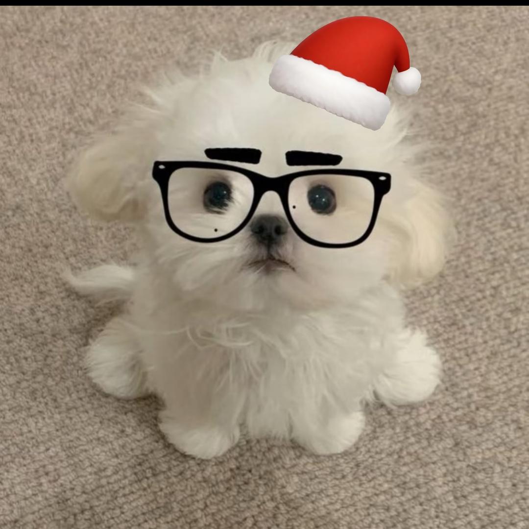 陛下（期末失踪ing）