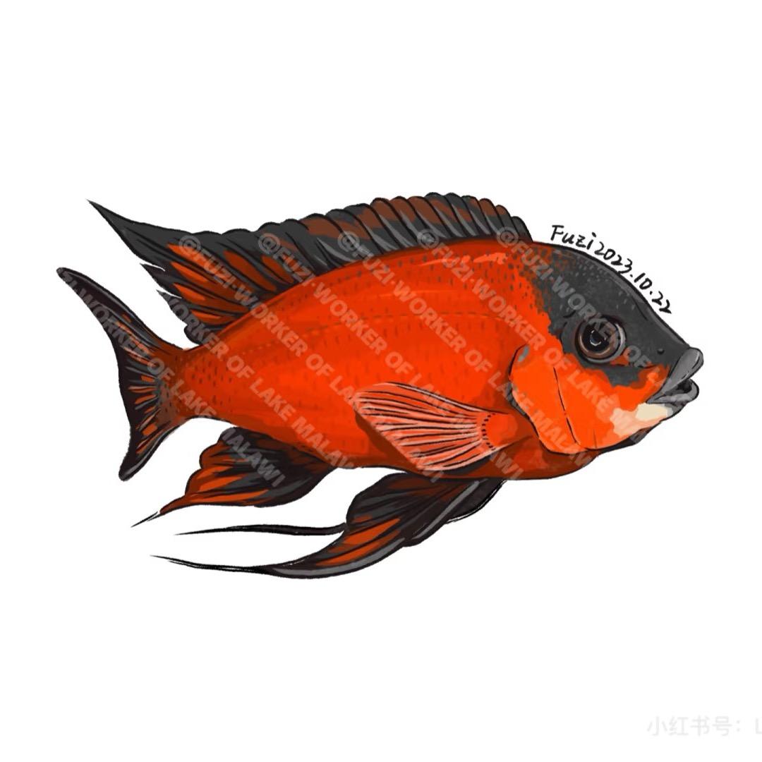 🐟哥哥爱养鱼