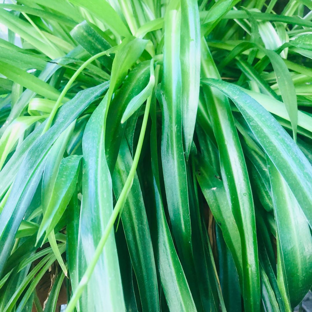 菲菲