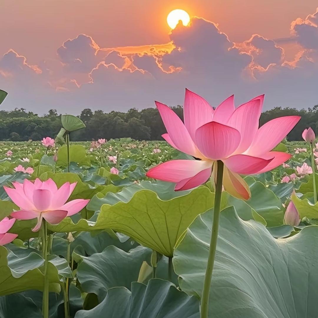 水中花🌹🌹🌹🌹