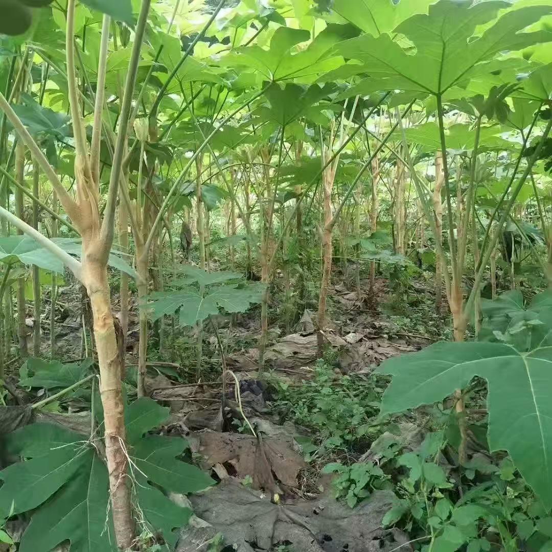 三农璐璐