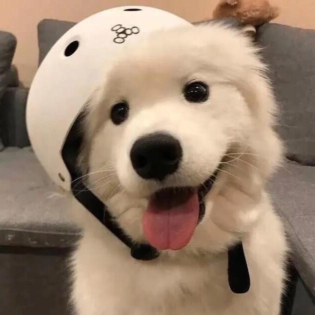 萌宠小可爱