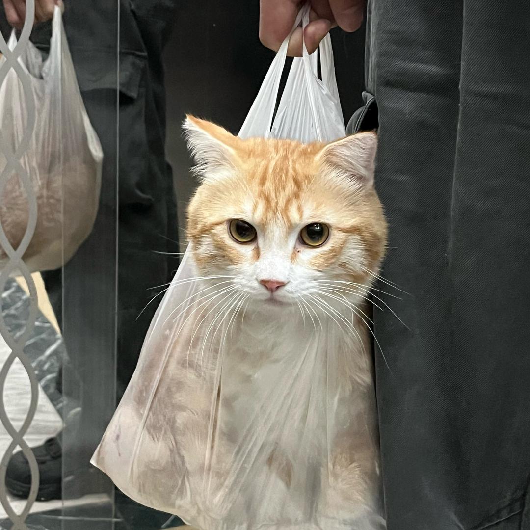 猫老板的日常🐈