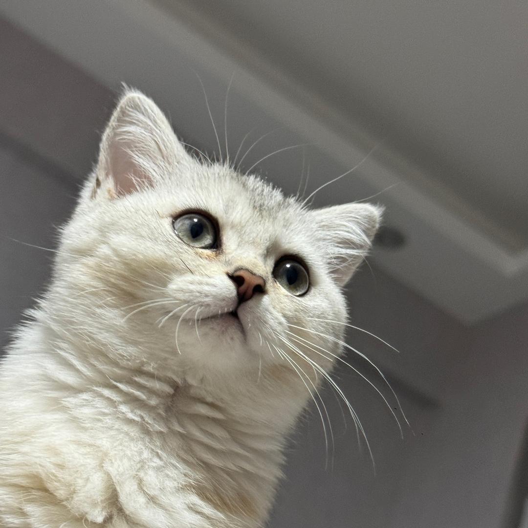 小略不太略（见过moonsun六次版