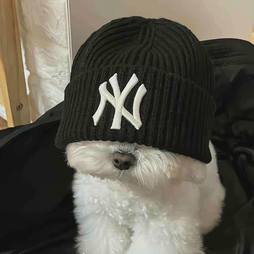 橘子海中的猫柠