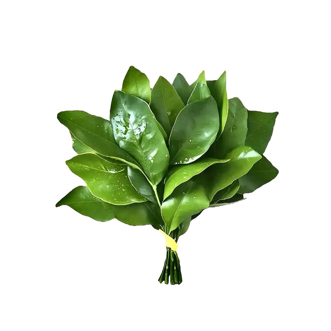 Ö椰.
