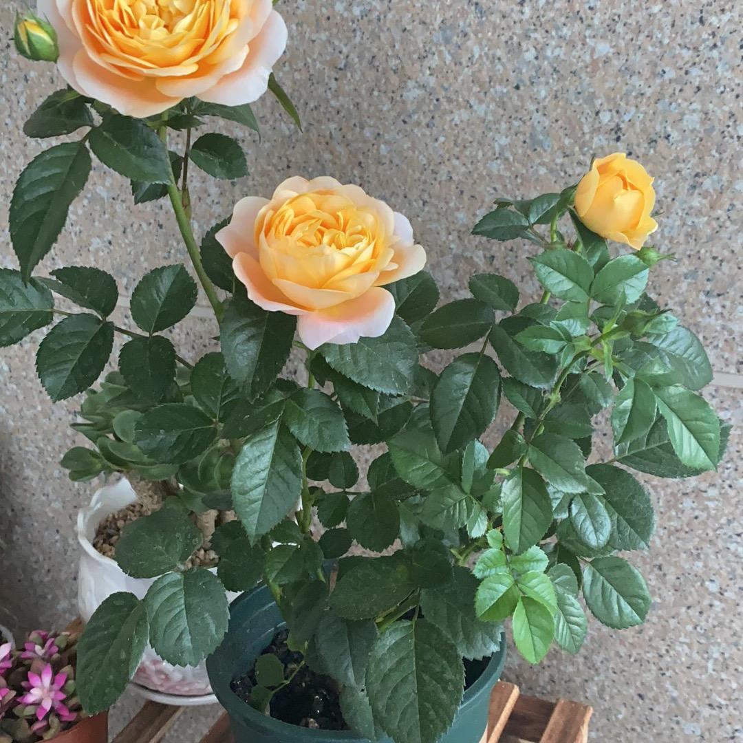 💕 ❧⁵²⁰沈仙眷侣꧔ꦿ࿐้