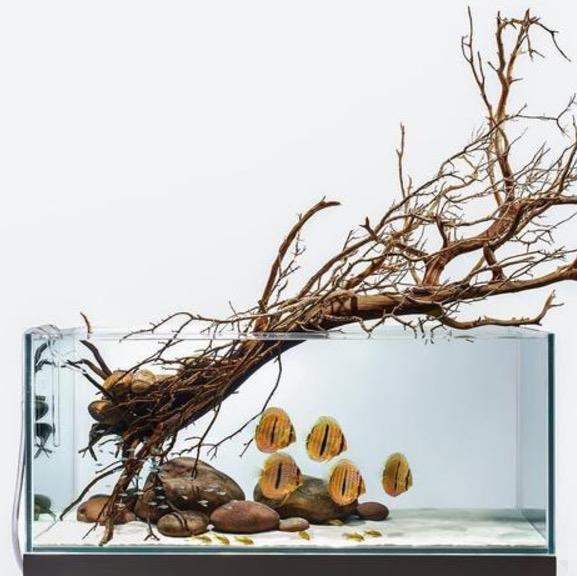 小都爸