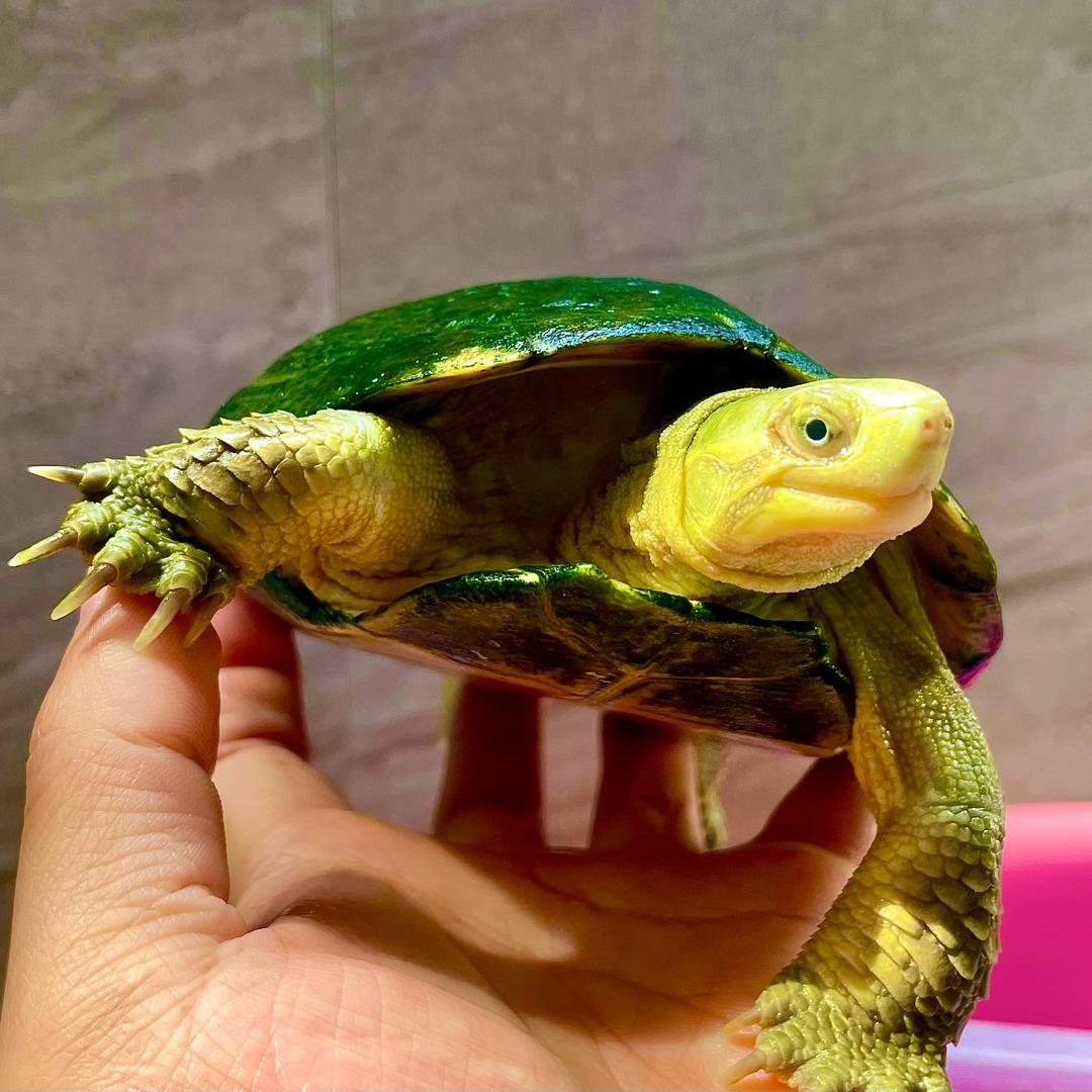 渊禾野客