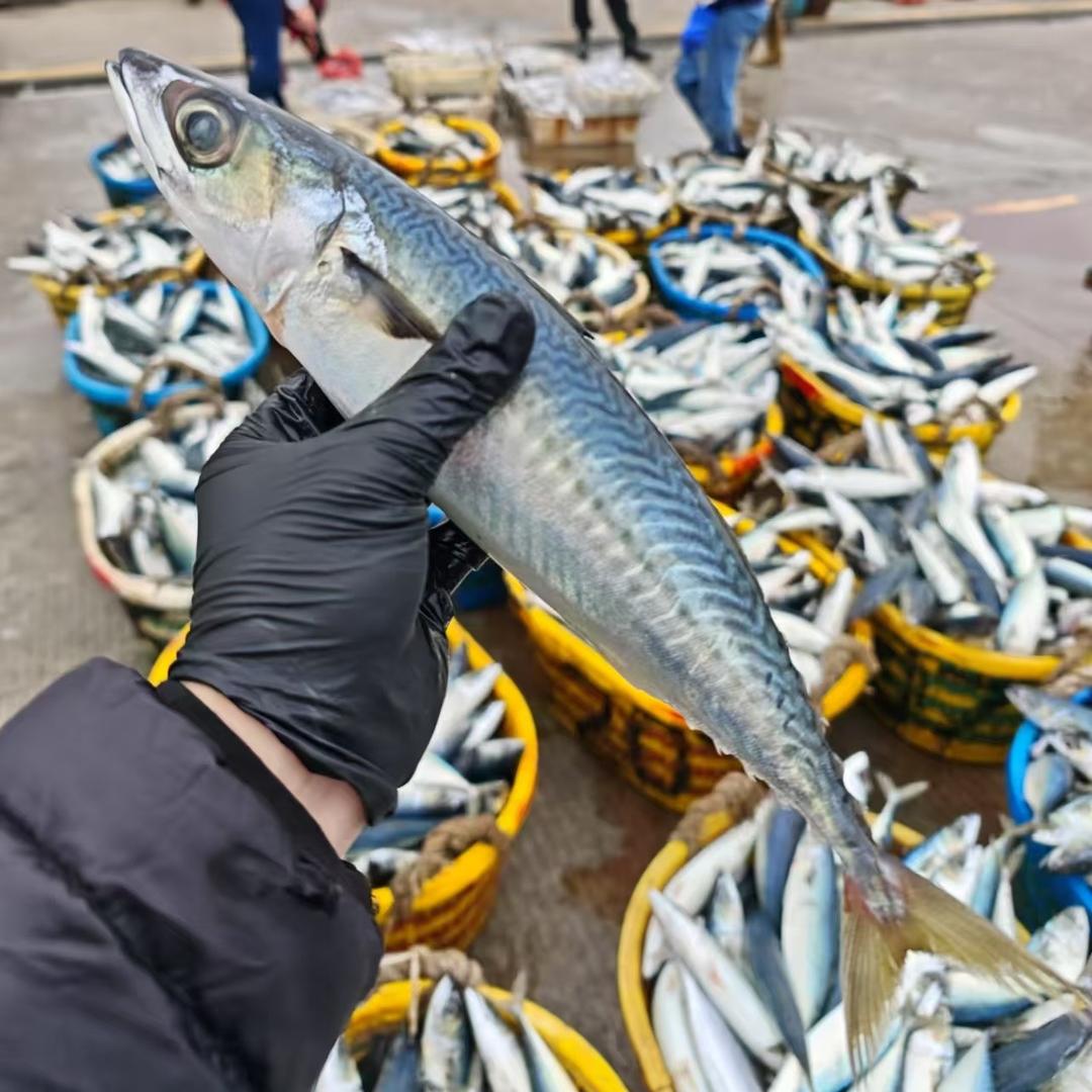 鲜码头海鲜行