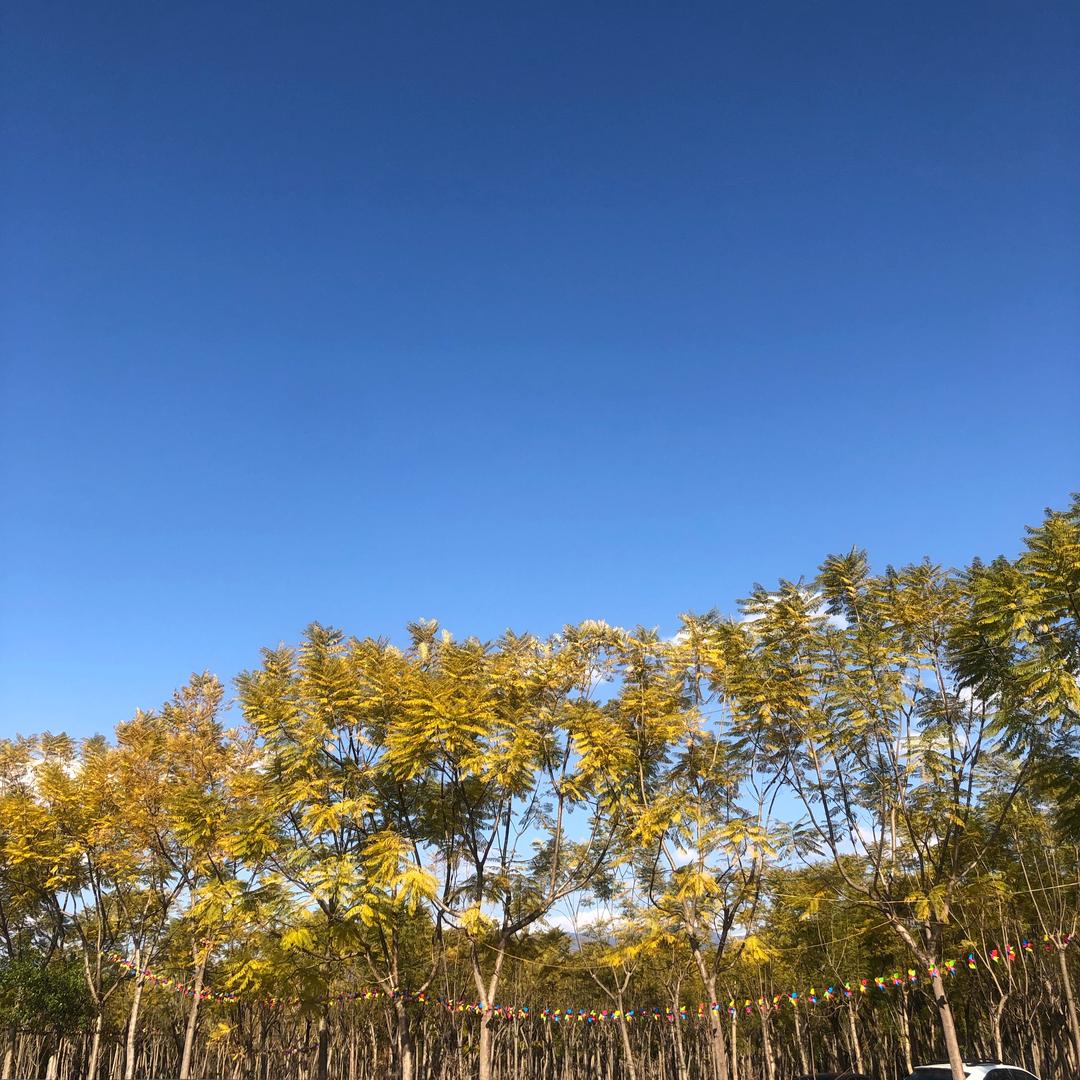 观风