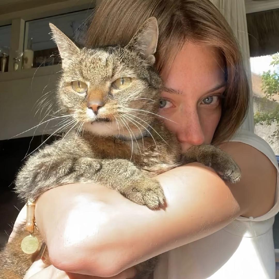 养只猫