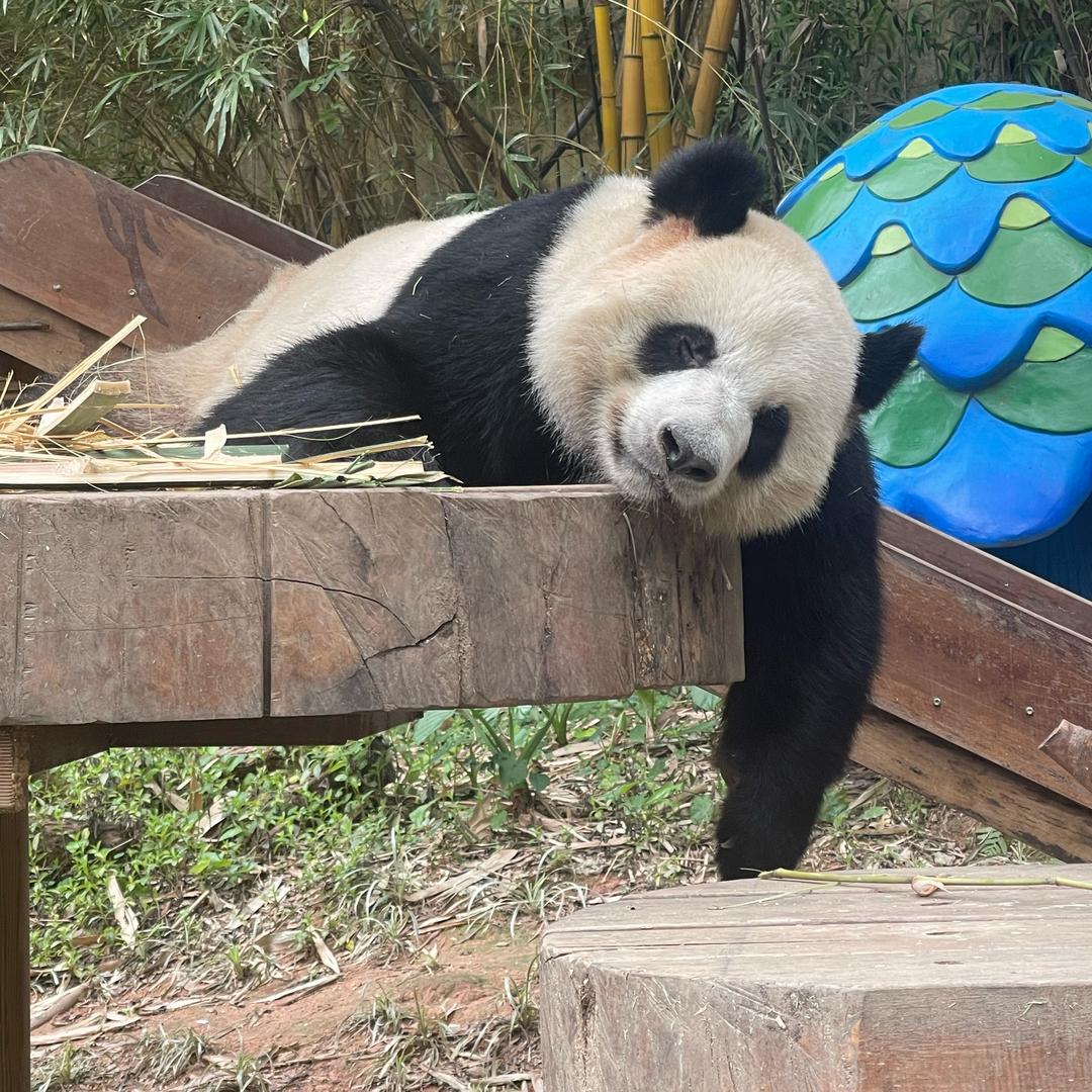 大大