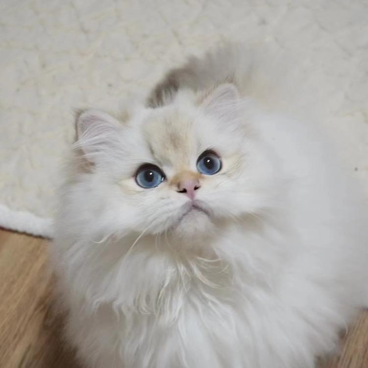 🌈松贝猫舍🐈