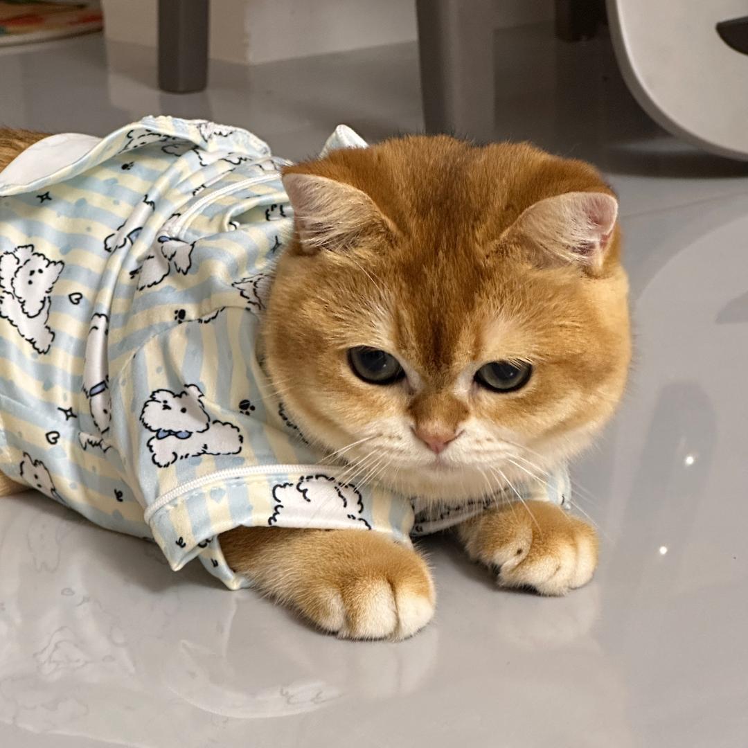 喵喵蛋黄🍳