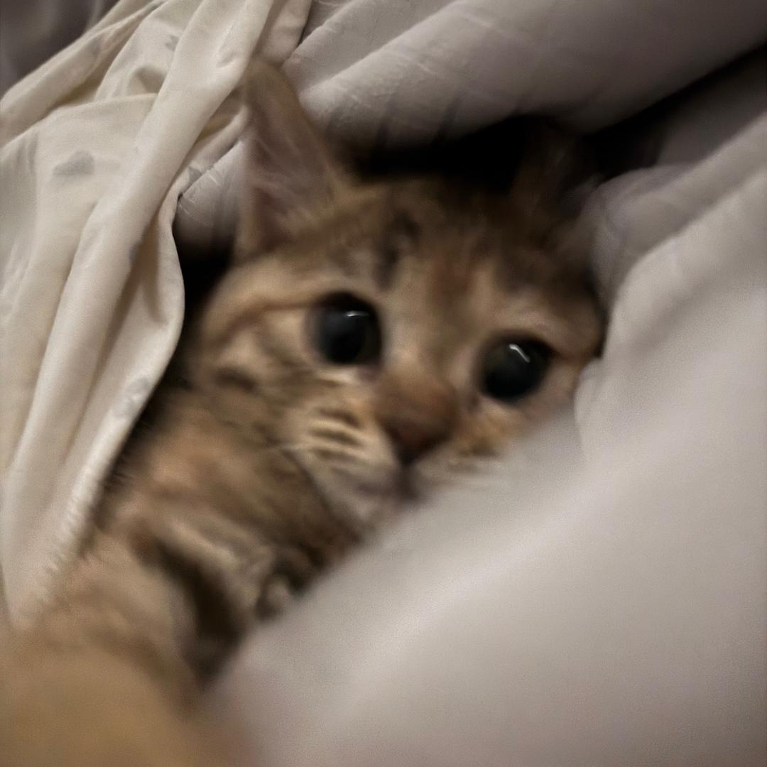 炮炮🥜