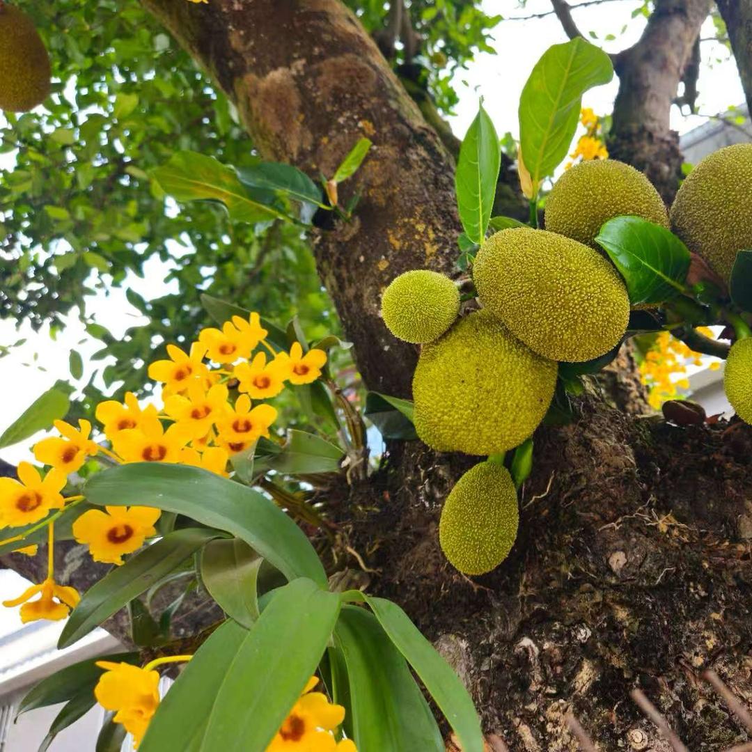 祥馨石斛花卉种植基地
