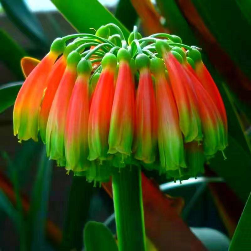磐石花卉