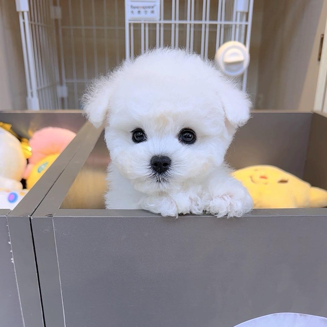 威姐家高端韩系小比熊