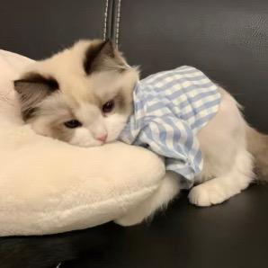 猫猫不毛