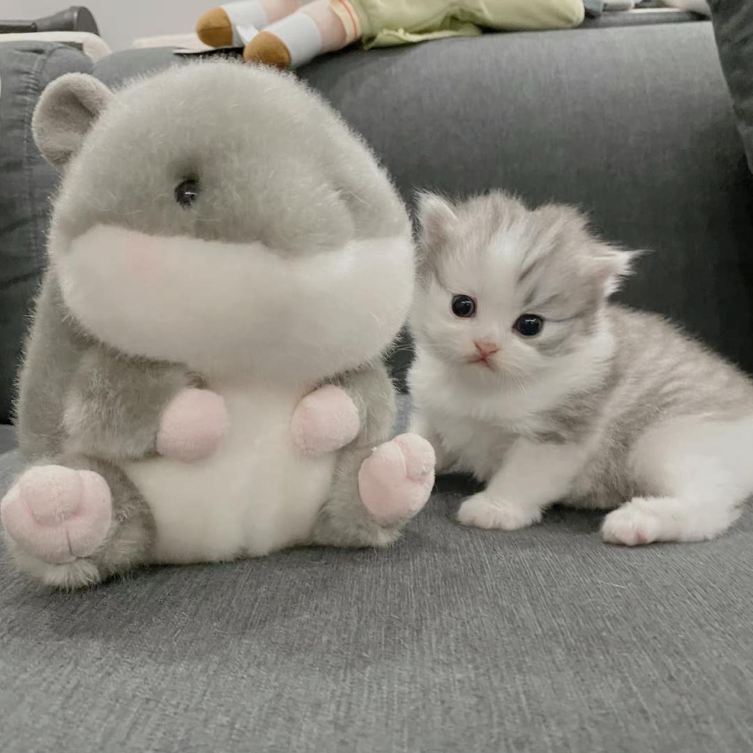 小狗日记