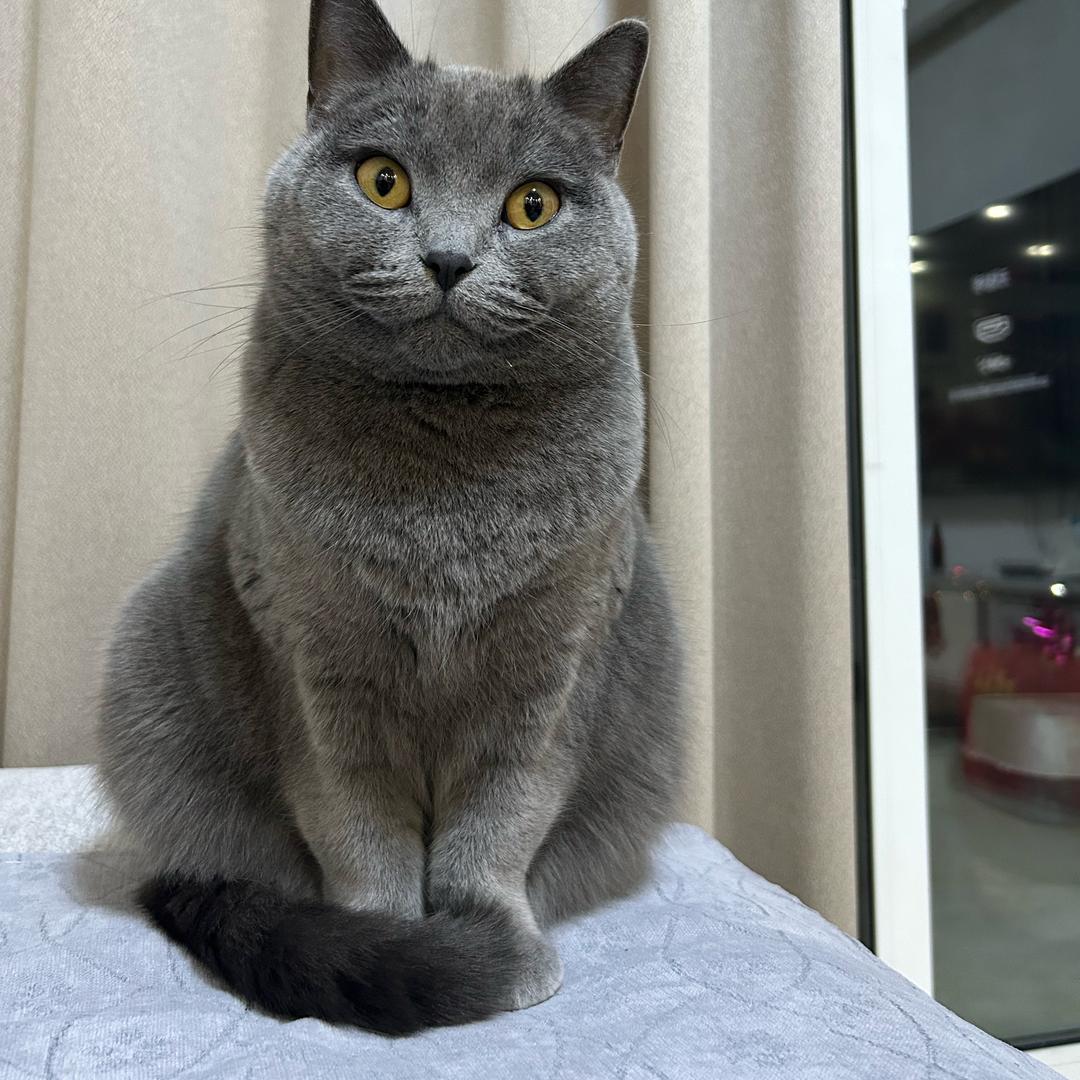 猫南北