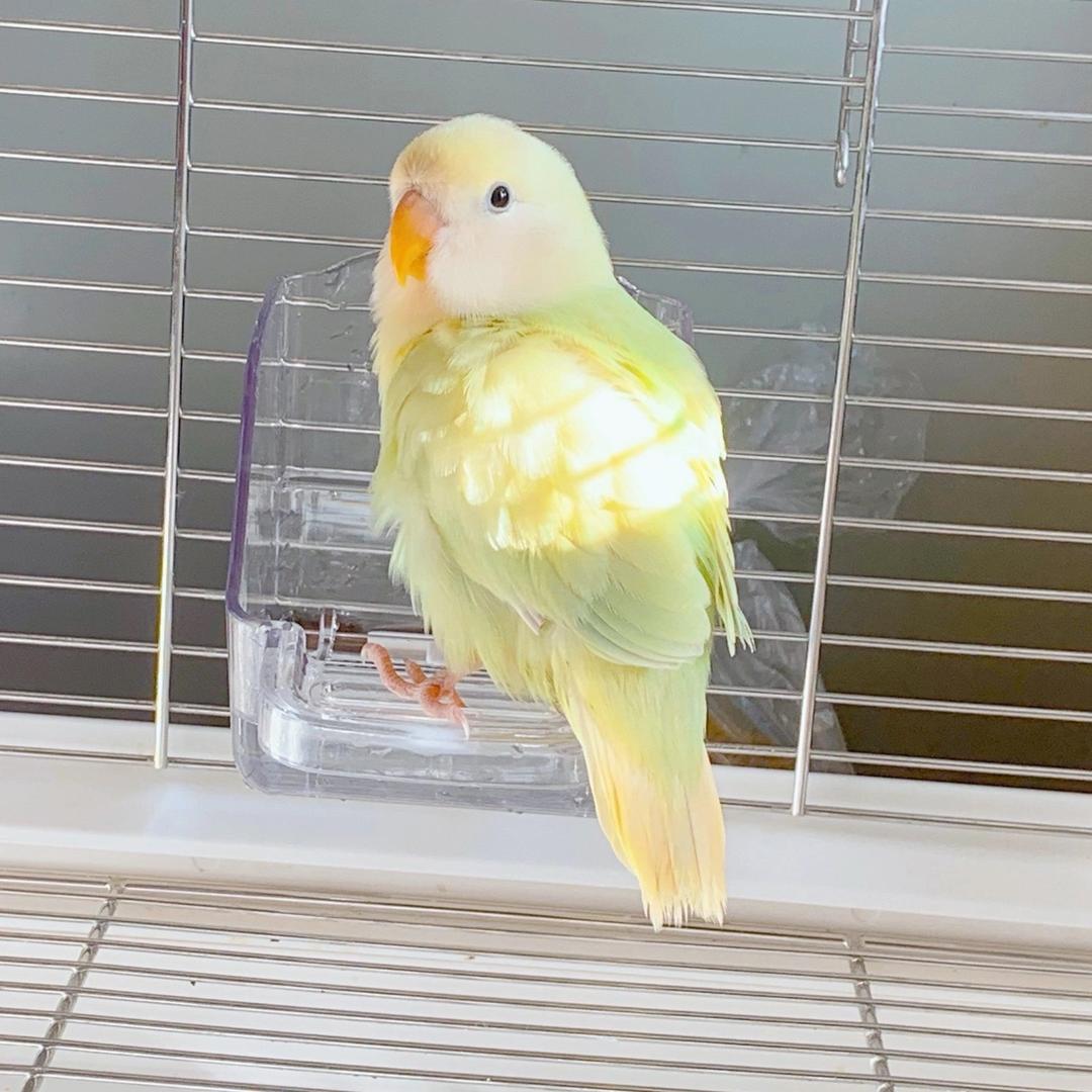 鹦同学🐤