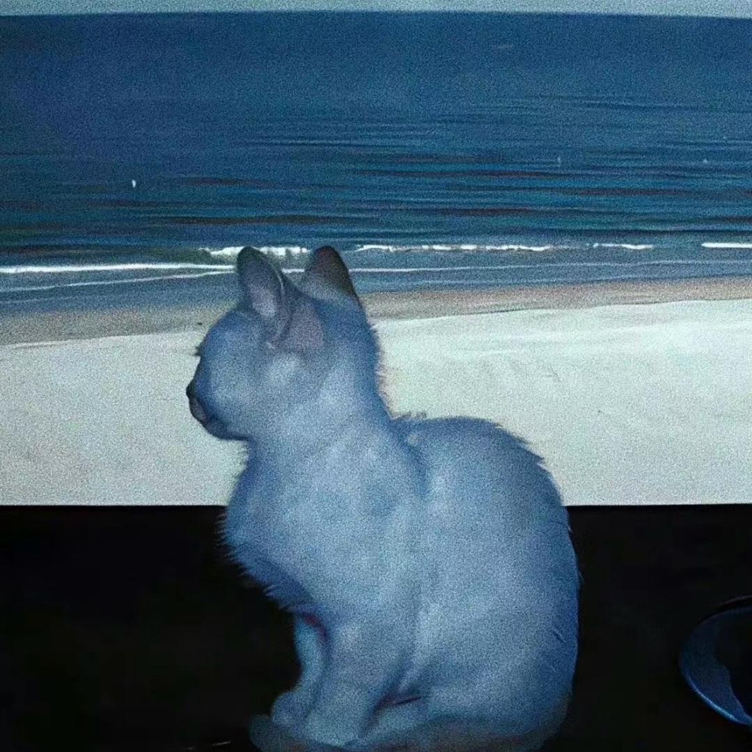 上海最后的深情