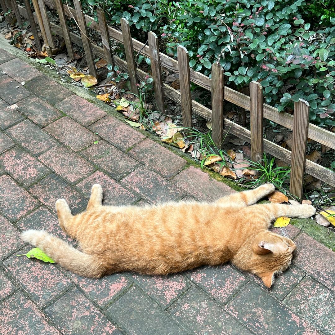 弥米