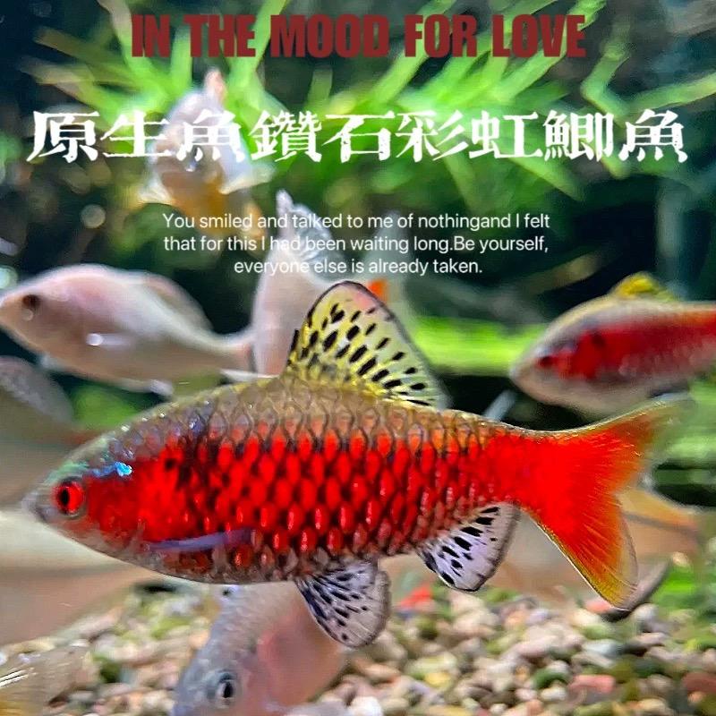 小潘有鱼