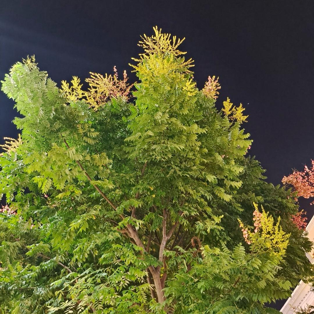 ᥫᬊ🐶₁₉⁹⁴欧阳᭄ꦿ໌ᮨ້࿐