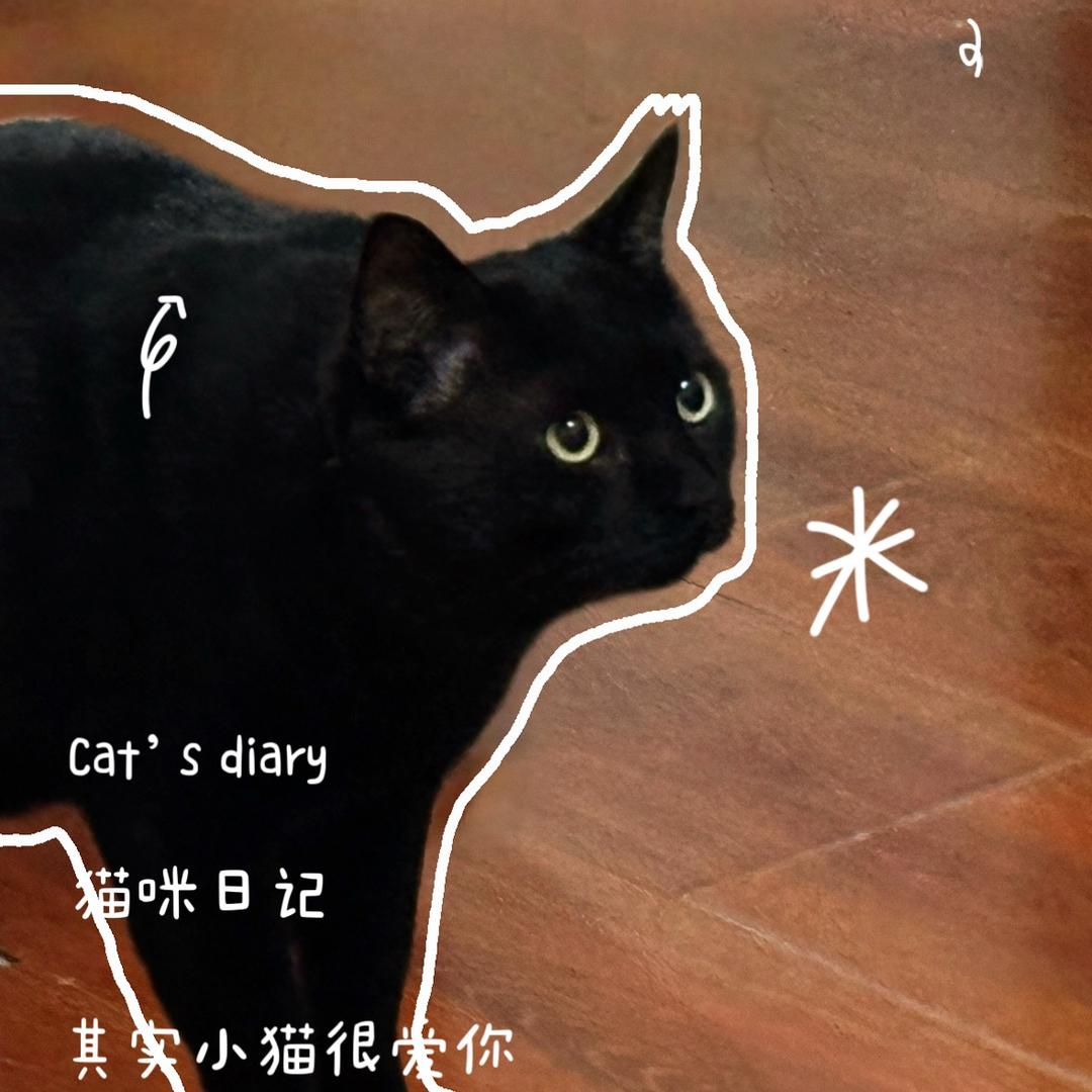 三只咪🙀