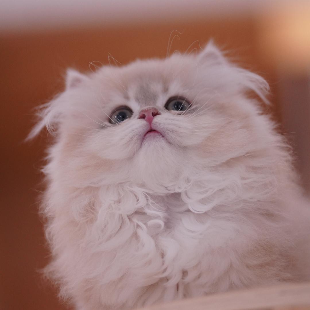 吐司渐层猫舍