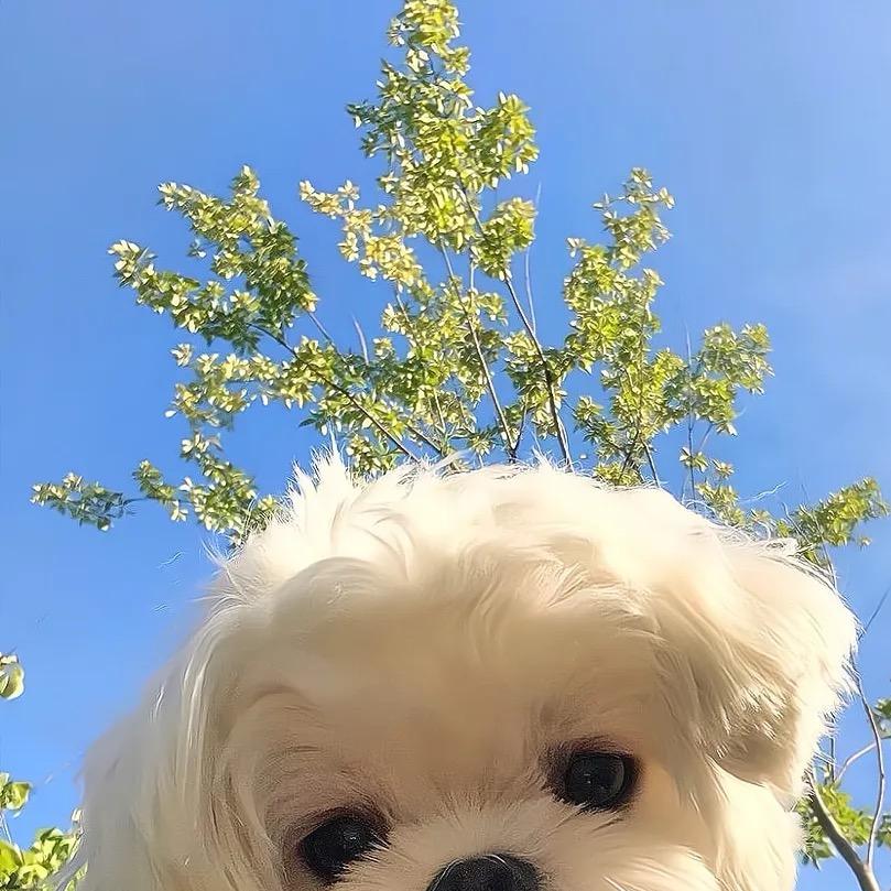 铭檀小小