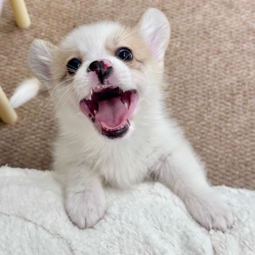 旺崽是只小柯基