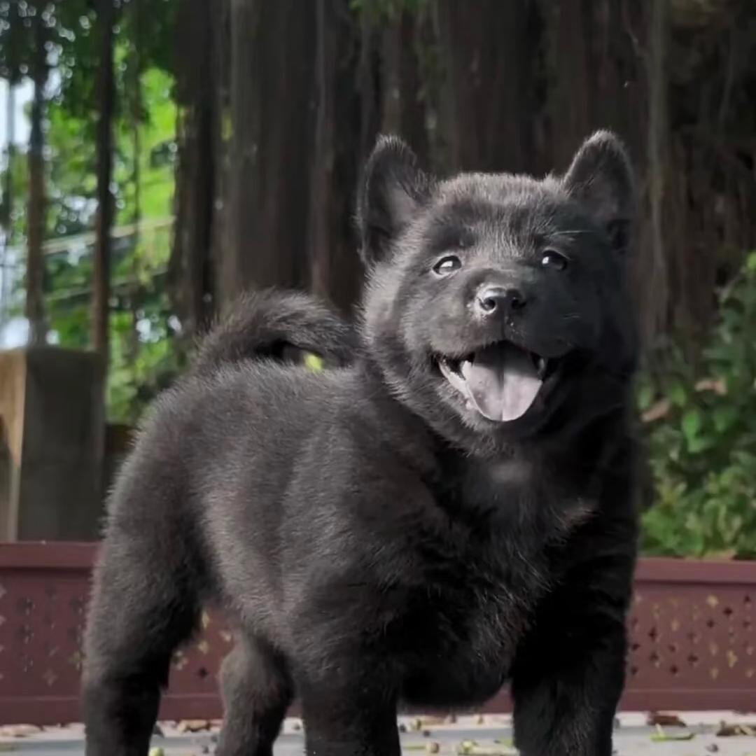 黑犬（要🐶私聊）