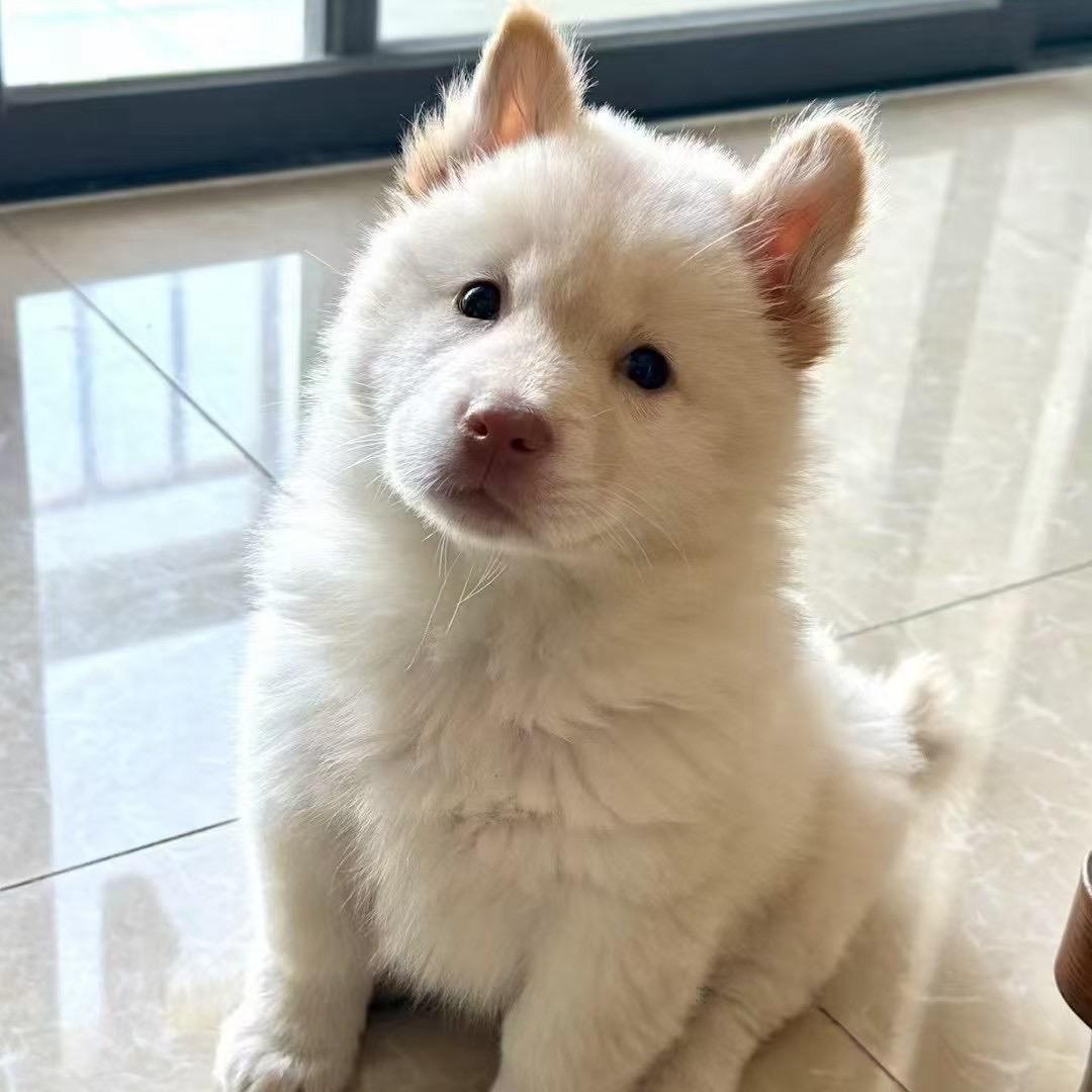 阿潘代淘田园犬