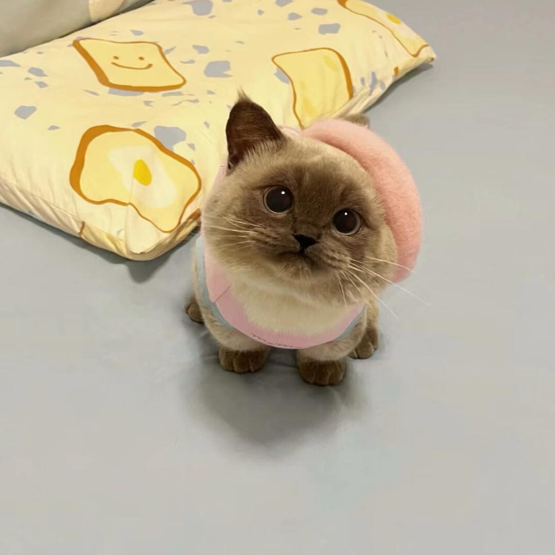 一只绵羊