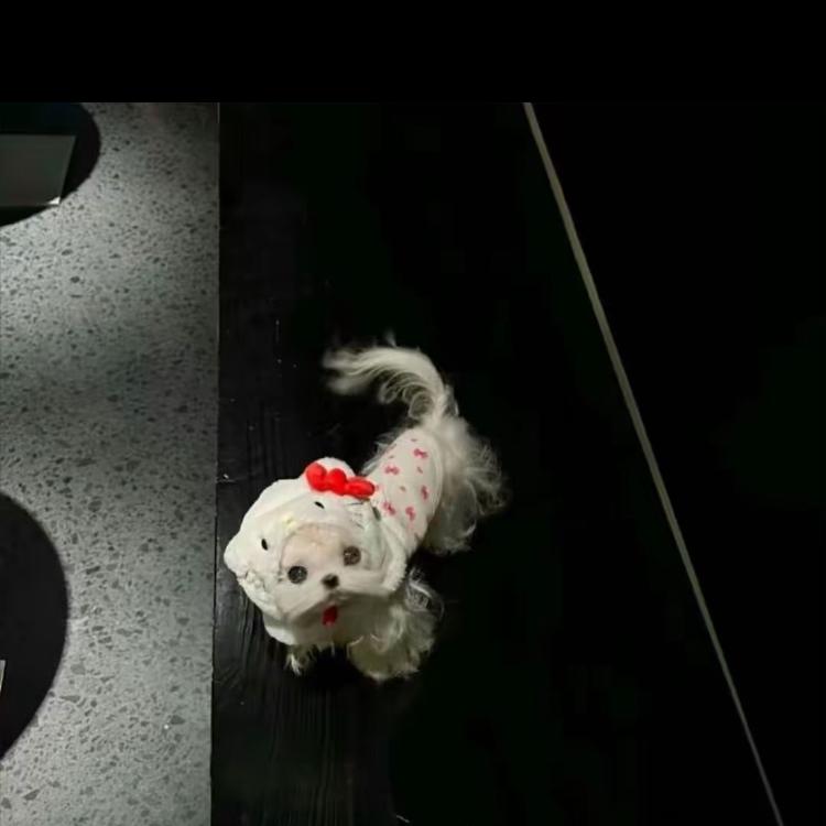 好物（文思雨）