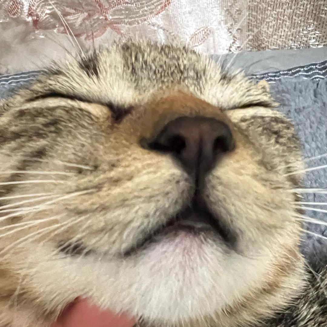 凯蒂猫学姐